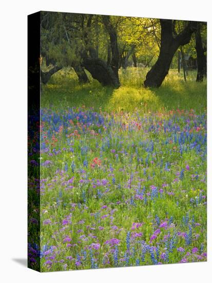 Dusk Through Oak Trees, Field of Texas Blue Bonnets and Phlox, Devine, Texas, USA-Darrell Gulin-Stretched Canvas
