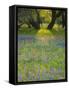 Dusk Through Oak Trees, Field of Texas Blue Bonnets and Phlox, Devine, Texas, USA-Darrell Gulin-Framed Stretched Canvas