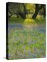 Dusk Through Oak Trees, Field of Texas Blue Bonnets and Phlox, Devine, Texas, USA-Darrell Gulin-Stretched Canvas