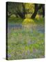 Dusk Through Oak Trees, Field of Texas Blue Bonnets and Phlox, Devine, Texas, USA-Darrell Gulin-Stretched Canvas