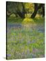 Dusk Through Oak Trees, Field of Texas Blue Bonnets and Phlox, Devine, Texas, USA-Darrell Gulin-Stretched Canvas