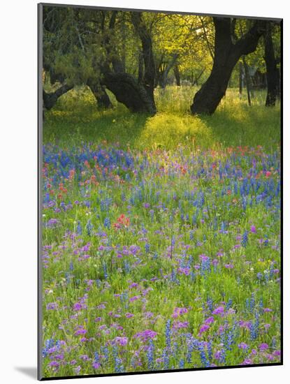 Dusk Through Oak Trees, Field of Texas Blue Bonnets and Phlox, Devine, Texas, USA-Darrell Gulin-Mounted Photographic Print