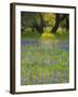 Dusk Through Oak Trees, Field of Texas Blue Bonnets and Phlox, Devine, Texas, USA-Darrell Gulin-Framed Photographic Print