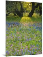 Dusk Through Oak Trees, Field of Texas Blue Bonnets and Phlox, Devine, Texas, USA-Darrell Gulin-Mounted Photographic Print