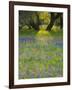 Dusk Through Oak Trees, Field of Texas Blue Bonnets and Phlox, Devine, Texas, USA-Darrell Gulin-Framed Photographic Print