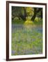 Dusk Through Oak Trees, Field of Texas Blue Bonnets and Phlox, Devine, Texas, USA-Darrell Gulin-Framed Photographic Print