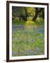 Dusk Through Oak Trees, Field of Texas Blue Bonnets and Phlox, Devine, Texas, USA-Darrell Gulin-Framed Photographic Print