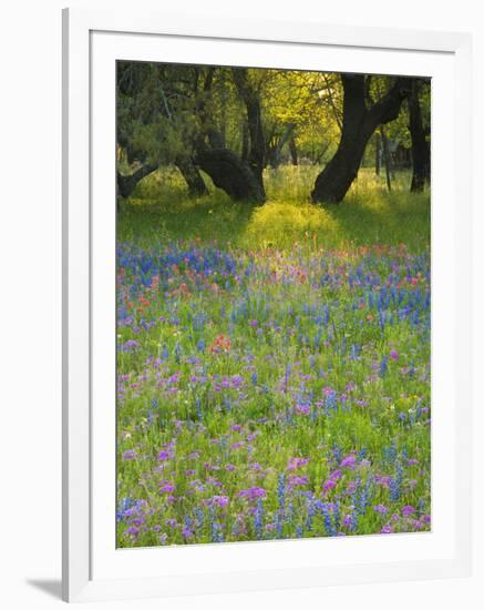 Dusk Through Oak Trees, Field of Texas Blue Bonnets and Phlox, Devine, Texas, USA-Darrell Gulin-Framed Photographic Print