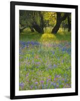 Dusk Through Oak Trees, Field of Texas Blue Bonnets and Phlox, Devine, Texas, USA-Darrell Gulin-Framed Photographic Print