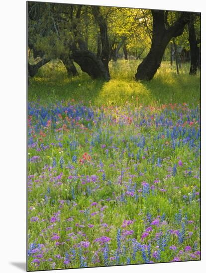 Dusk Through Oak Trees, Field of Texas Blue Bonnets and Phlox, Devine, Texas, USA-Darrell Gulin-Mounted Photographic Print