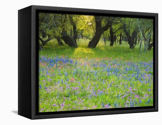 Dusk Through Oak Trees, Field of Texas Blue Bonnets and Phlox, Devine, Texas, USA-Darrell Gulin-Framed Stretched Canvas