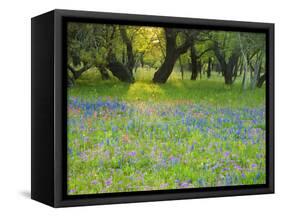 Dusk Through Oak Trees, Field of Texas Blue Bonnets and Phlox, Devine, Texas, USA-Darrell Gulin-Framed Stretched Canvas