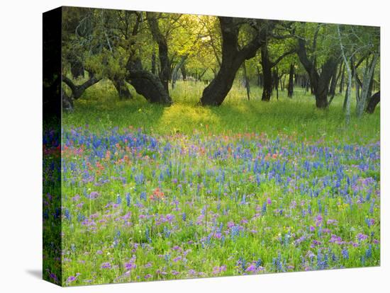 Dusk Through Oak Trees, Field of Texas Blue Bonnets and Phlox, Devine, Texas, USA-Darrell Gulin-Stretched Canvas