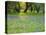 Dusk Through Oak Trees, Field of Texas Blue Bonnets and Phlox, Devine, Texas, USA-Darrell Gulin-Stretched Canvas