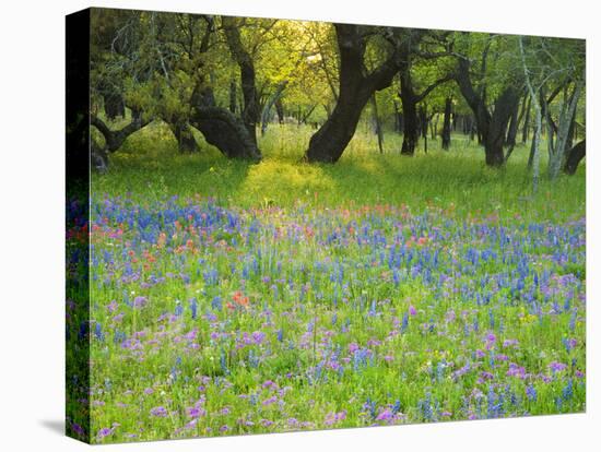 Dusk Through Oak Trees, Field of Texas Blue Bonnets and Phlox, Devine, Texas, USA-Darrell Gulin-Stretched Canvas