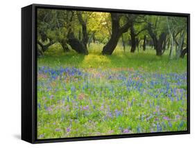 Dusk Through Oak Trees, Field of Texas Blue Bonnets and Phlox, Devine, Texas, USA-Darrell Gulin-Framed Stretched Canvas