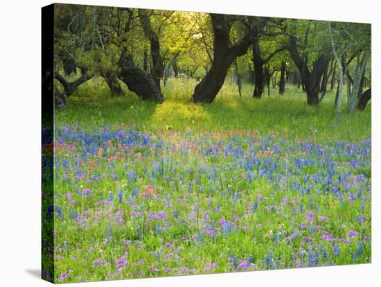 Dusk Through Oak Trees, Field of Texas Blue Bonnets and Phlox, Devine, Texas, USA-Darrell Gulin-Stretched Canvas