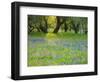 Dusk Through Oak Trees, Field of Texas Blue Bonnets and Phlox, Devine, Texas, USA-Darrell Gulin-Framed Photographic Print