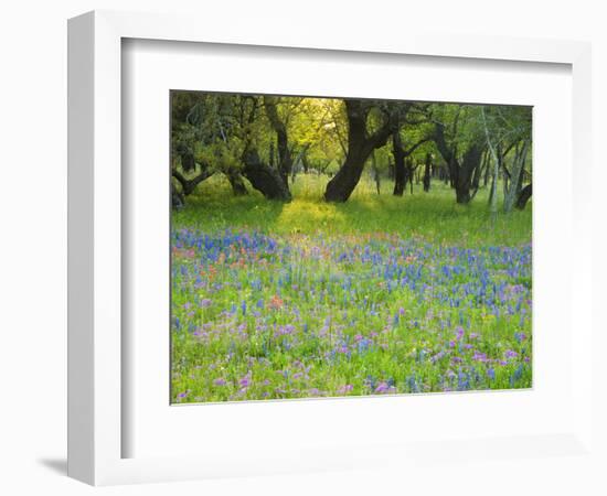 Dusk Through Oak Trees, Field of Texas Blue Bonnets and Phlox, Devine, Texas, USA-Darrell Gulin-Framed Photographic Print