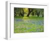 Dusk Through Oak Trees, Field of Texas Blue Bonnets and Phlox, Devine, Texas, USA-Darrell Gulin-Framed Photographic Print