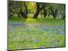 Dusk Through Oak Trees, Field of Texas Blue Bonnets and Phlox, Devine, Texas, USA-Darrell Gulin-Mounted Photographic Print