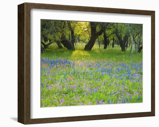 Dusk Through Oak Trees, Field of Texas Blue Bonnets and Phlox, Devine, Texas, USA-Darrell Gulin-Framed Photographic Print