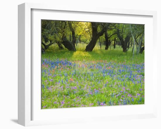 Dusk Through Oak Trees, Field of Texas Blue Bonnets and Phlox, Devine, Texas, USA-Darrell Gulin-Framed Photographic Print