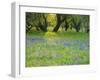 Dusk Through Oak Trees, Field of Texas Blue Bonnets and Phlox, Devine, Texas, USA-Darrell Gulin-Framed Photographic Print