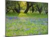 Dusk Through Oak Trees, Field of Texas Blue Bonnets and Phlox, Devine, Texas, USA-Darrell Gulin-Mounted Photographic Print