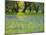 Dusk Through Oak Trees, Field of Texas Blue Bonnets and Phlox, Devine, Texas, USA-Darrell Gulin-Mounted Photographic Print