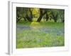 Dusk Through Oak Trees, Field of Texas Blue Bonnets and Phlox, Devine, Texas, USA-Darrell Gulin-Framed Photographic Print