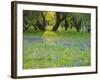 Dusk Through Oak Trees, Field of Texas Blue Bonnets and Phlox, Devine, Texas, USA-Darrell Gulin-Framed Photographic Print