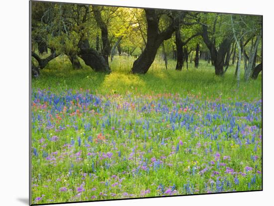 Dusk Through Oak Trees, Field of Texas Blue Bonnets and Phlox, Devine, Texas, USA-Darrell Gulin-Mounted Photographic Print