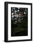 Dusk, wood, shore, Lelång Lake, Dalsland, Sweden-Andrea Lang-Framed Photographic Print