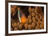 Dusky Anenomefish (Amphiprion Melanomas) Dominant Female-Louise Murray-Framed Photographic Print