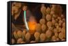 Dusky Anenomefish (Amphiprion Melanomas) Dominant Female-Louise Murray-Framed Stretched Canvas