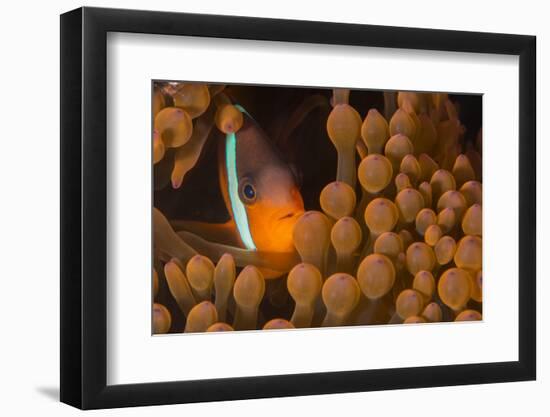 Dusky Anenomefish (Amphiprion Melanomas) Dominant Female-Louise Murray-Framed Photographic Print