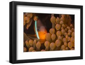 Dusky Anenomefish (Amphiprion Melanomas) Dominant Female-Louise Murray-Framed Photographic Print