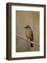 Dusky-Capped Flycatcher (Myiarchus Tuberculifer)-James Hager-Framed Photographic Print