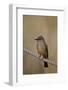 Dusky-Capped Flycatcher (Myiarchus Tuberculifer)-James Hager-Framed Photographic Print