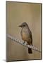 Dusky-Capped Flycatcher (Myiarchus Tuberculifer)-James Hager-Mounted Photographic Print