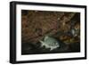 Dusky Chub (Girella Freminvillei) Galapagos Islands, Ecuador-Pete Oxford-Framed Photographic Print