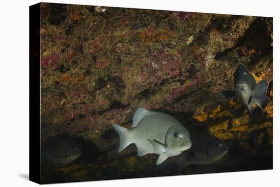 Dusky Chub (Girella Freminvillei) Galapagos Islands, Ecuador-Pete Oxford-Stretched Canvas