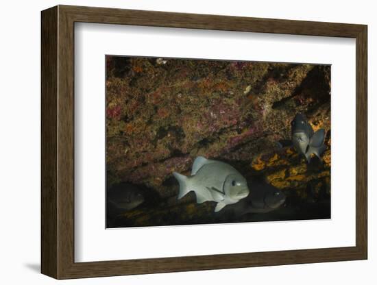 Dusky Chub (Girella Freminvillei) Galapagos Islands, Ecuador-Pete Oxford-Framed Photographic Print