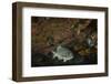 Dusky Chub (Girella Freminvillei) Galapagos Islands, Ecuador-Pete Oxford-Framed Photographic Print