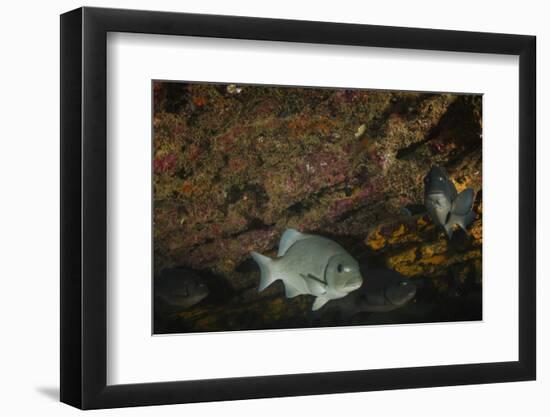 Dusky Chub (Girella Freminvillei) Galapagos Islands, Ecuador-Pete Oxford-Framed Photographic Print