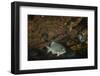 Dusky Chub (Girella Freminvillei) Galapagos Islands, Ecuador-Pete Oxford-Framed Photographic Print