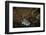 Dusky Chub (Girella Freminvillei) Galapagos Islands, Ecuador-Pete Oxford-Framed Photographic Print