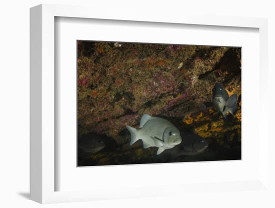 Dusky Chub (Girella Freminvillei) Galapagos Islands, Ecuador-Pete Oxford-Framed Photographic Print