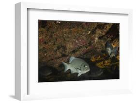 Dusky Chub (Girella Freminvillei) Galapagos Islands, Ecuador-Pete Oxford-Framed Photographic Print